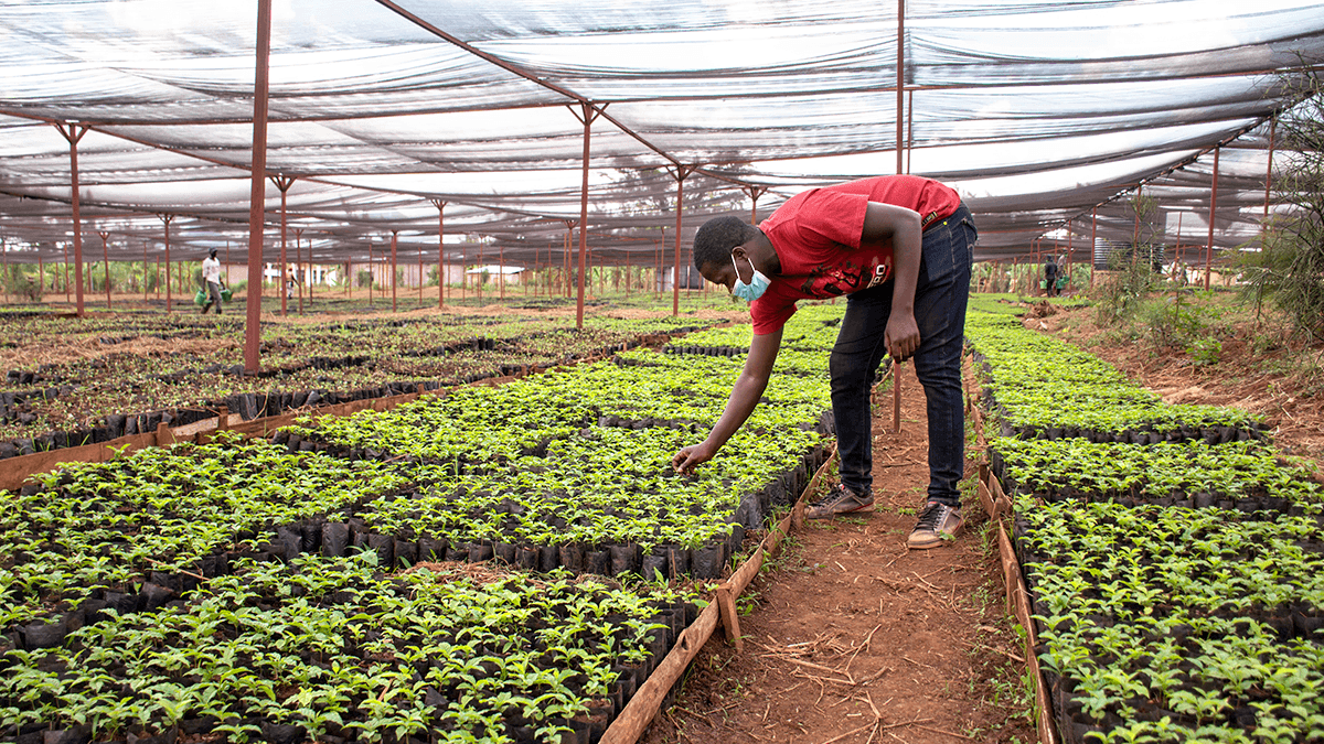 A worker tending young plants in a nursery.