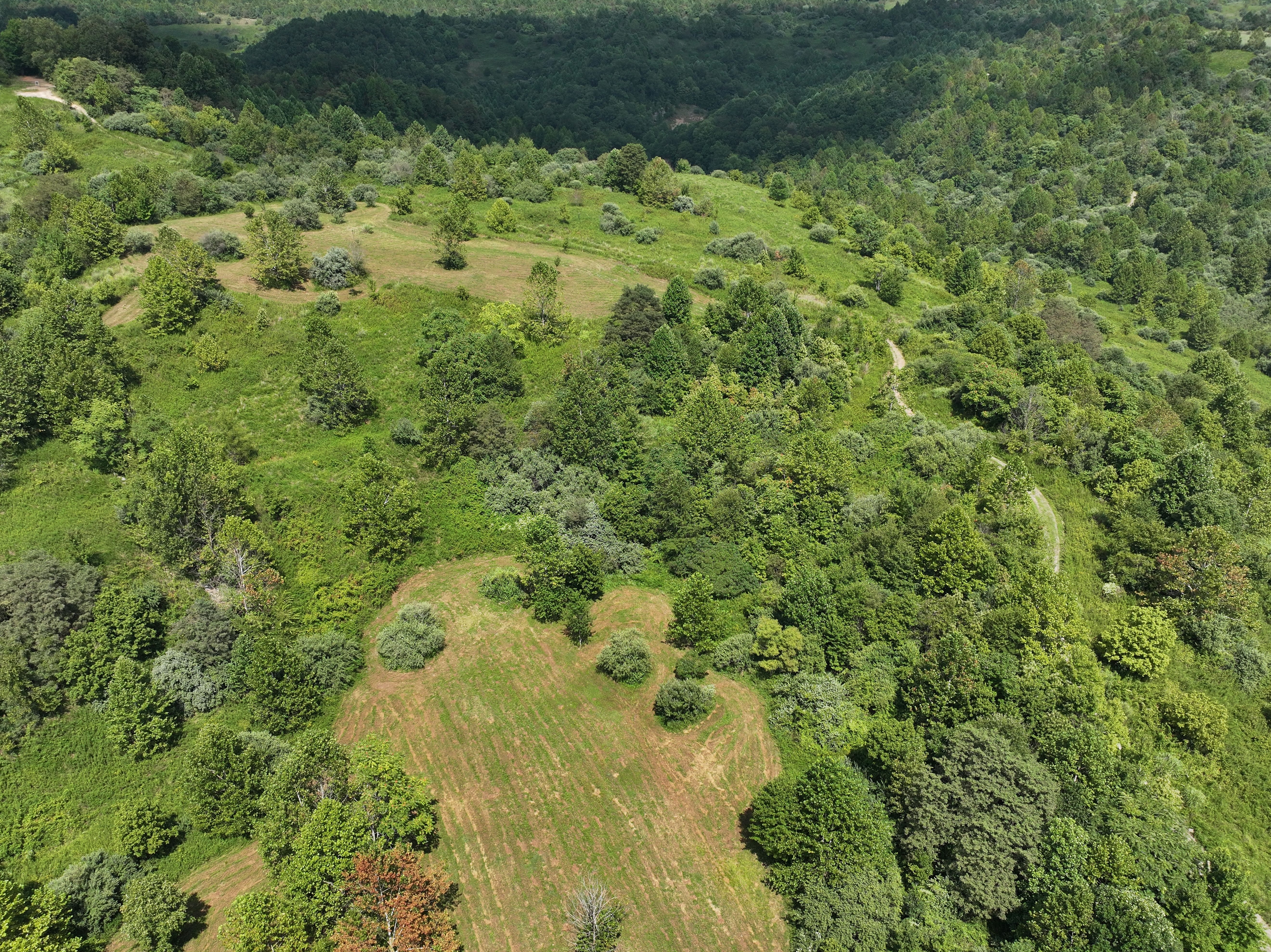 アパラチア山脈中部にあるGreen Forests Workの再植林プロジェクト拠点を上空から撮影した空撮風景。